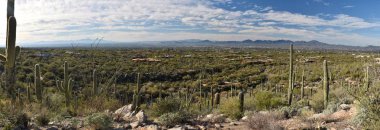 Pima Canyon iz Coronado Ulusal ormanı içinde. Saguaro'lar orman görülebilir, Tucson, Arizona içinde belgili tanımlık geçmiş ile. 