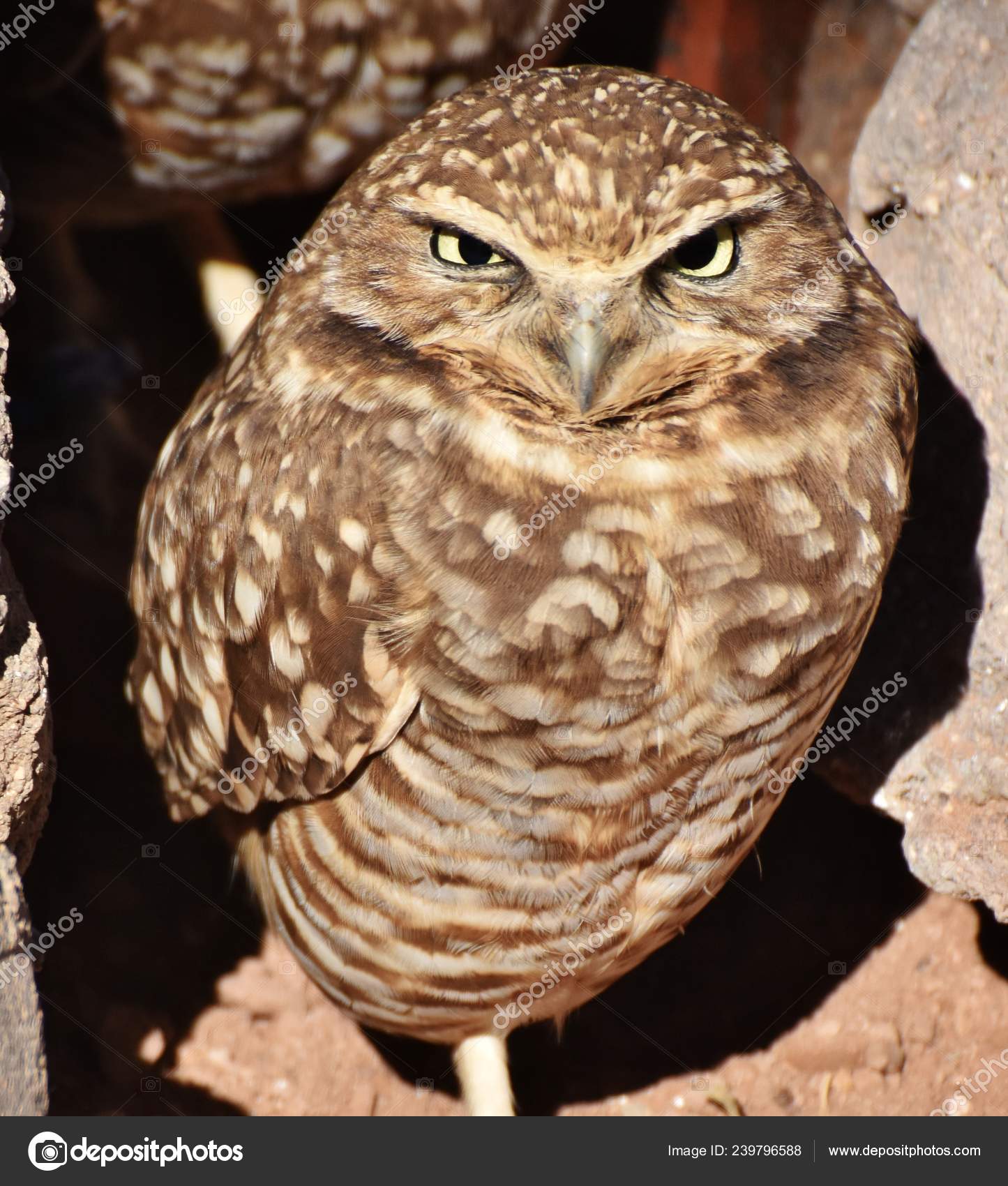 Burrowing Owl Athene Cunicularia Small Long Legged Owl Found