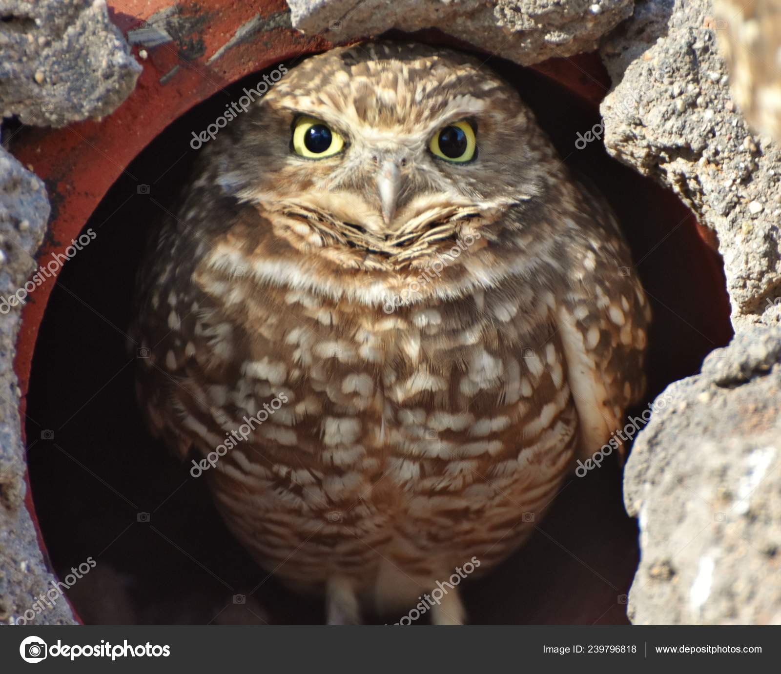 Burrowing Owl Athene Cunicularia Small Long Legged Owl Found