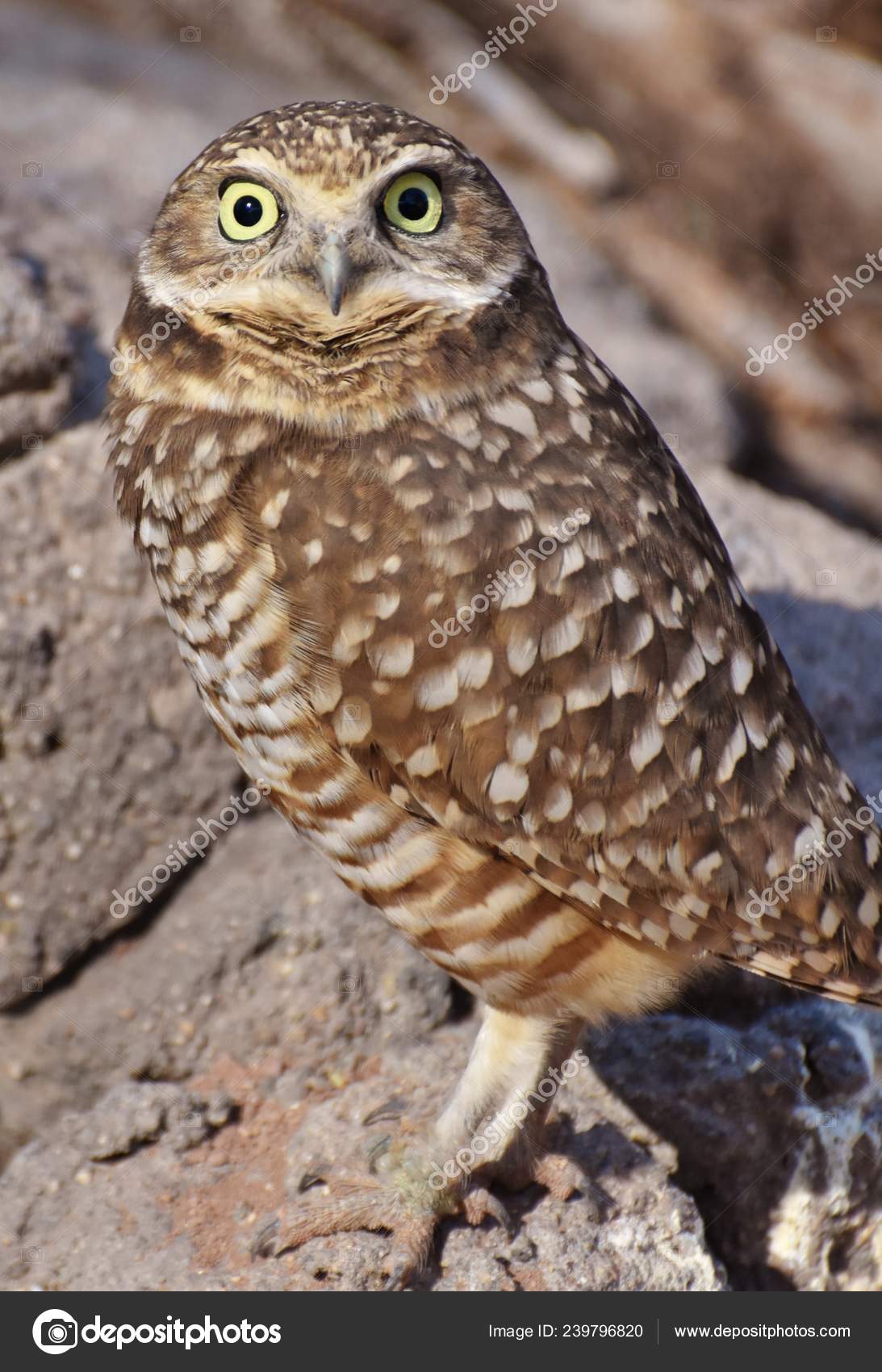 Burrowing Owl Athene Cunicularia Small Long Legged Owl Found