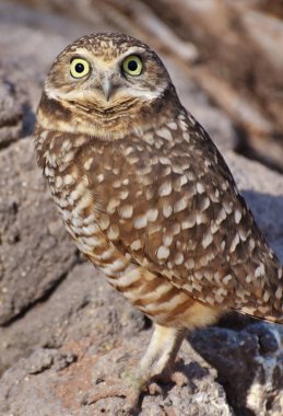 Kuzey ve Güney Amerika'da bulunan küçük, uzun bacaklı bir baykuş oyuk baykuşu (Athene cunicularia) olduğunu