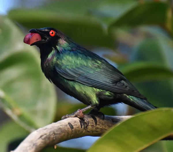 빛나는 Starling로 알려진 Starling Aplonis Starling Moluccas 뉴기니 퀸즐랜드 솔로몬 — 스톡 사진