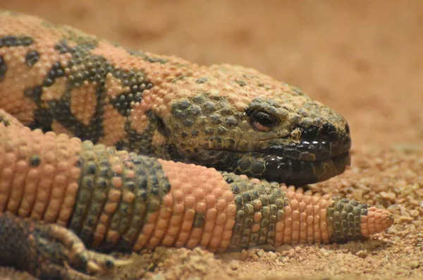 Gila Monster Heloderma Suspectum Species Venomous Lizard Native Southwestern United — Stock Photo, Image