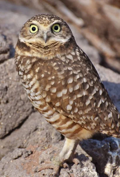 Burrowing Owl Athene Cunicularia Small Long Legged Owl Found Throughout — Stock Photo, Image
