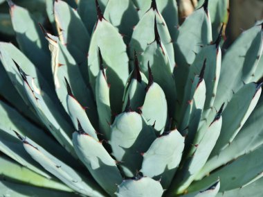 Yakın çekim fotoğraf desenleri ve dikenli bir kaktüs bitki Sonoran Çölü Tucson, Arizona. 