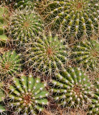 Yakın çekim fotoğraf desenleri ve dikenli bir kaktüs bitki Sonoran Çölü Tucson, Arizona. 