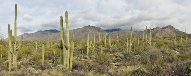 A forest of saguaro cactus in the Catalina Mountains of Coronado National Forest outside Tucson, Arizona. clipart