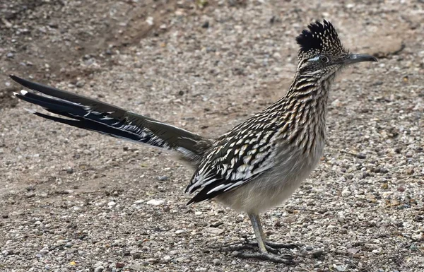 Roadrunner Genus Geococcyx Also Known Chaparral Birds Chaparral Cocks Found — Stock Photo, Image