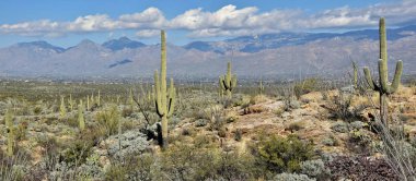 A forest of saguaro cactus in the Rincon Mountains of Saguaro National Park outside Tucson, Arizona. clipart