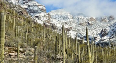 Kar ve saguaro kaktüsü Sonoran Çölü ve Catalina dağlar Tucson, Arizona dışında.