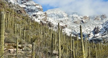 Snow and the saguaro cactus of the Sonoran Desert and Catalina Mountains outside Tucson, Arizona. clipart