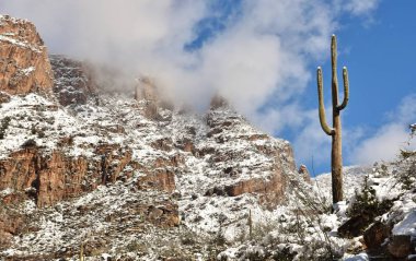 Saguaro kaktüsü Sonoran Çölü ve Catalina dağlar Tucson, Arizona dışında üzerinde kar.
