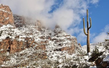 Snow on the saguaro cactus of the Sonoran Desert and Catalina Mountains outside Tucson, Arizona. clipart