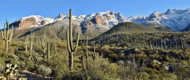 Saguaro cactus of the Sonoran Desert and Catalina Mountains outside Tucson, Arizona. clipart