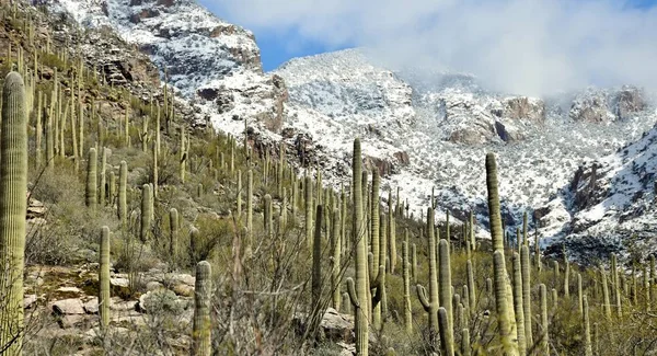 Snow and the saguaro cactus of the Sonoran Desert and Catalina Mountains outside Tucson, Arizona.