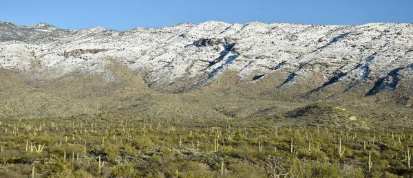 Saguaro Kaktus Sonorská Poušť Sníh Horách Rincon Národním Parku Saguaro — Stock fotografie