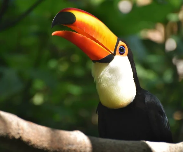 Tucano Sentado Num Galho Selva — Fotografia de Stock