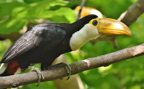 Een Juveniele Toucan Zittend Een Tak Een Jungle Regenwoud — Stockfoto