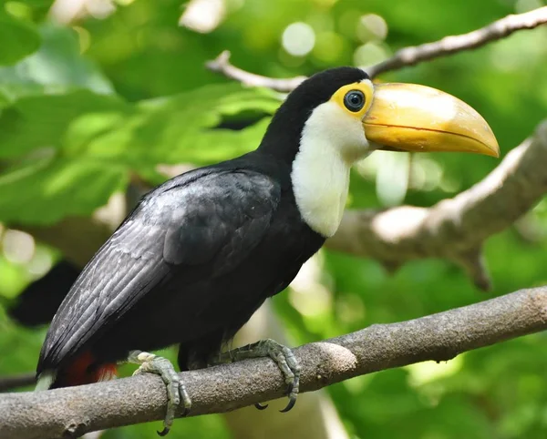 A juvenile toucan sitting on a branch in a jungle rainforest.