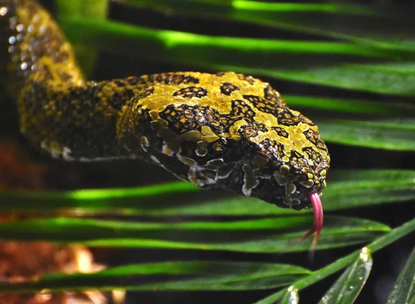 Mangshan Pit Viper Mang Mountain Pit Viper Protobothrops Mangshanensis Gevonden — Stockfoto