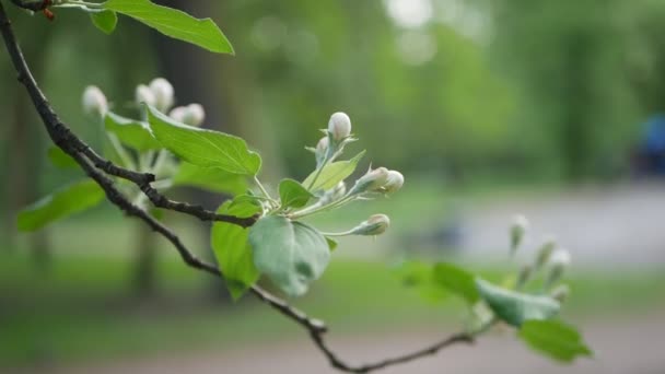 Springtime Park Kvällen Ung Lämnar Trädgrenar — Stockvideo