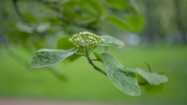 Springtime Park Evening Young Leaves Branches Trees — Stock Video