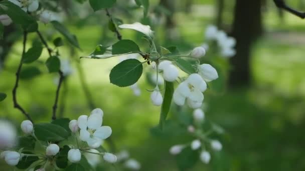 Árbol Floreciente Jardín Soleado Jardín Primavera Manzano Floreciente — Vídeos de Stock