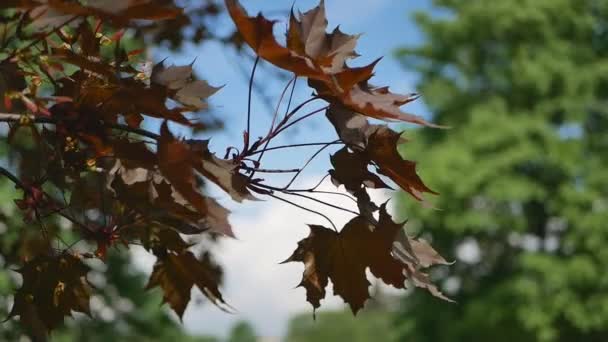 Bahar Manzara Çiçek Açması Akçaağaç Mavi Gökyüzü Batan Güneşin Işınları — Stok video