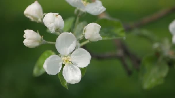 日当たりの良い庭の木を開花します リンゴの木に咲く 春の庭 — ストック動画