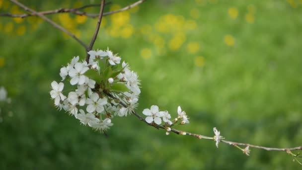 春の庭の桜 太陽の下で春の気分 桜の花 — ストック動画