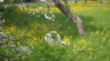 Bahar bahçe kiraz çiçekleri. Bahar ruh - kiraz çiçekleri güneş.