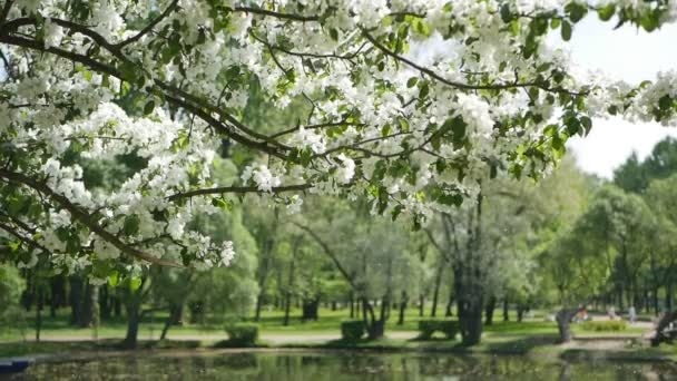 在一个阳光明媚的花园棵开花的树 春天的花园 盛开的苹果树 — 图库视频影像
