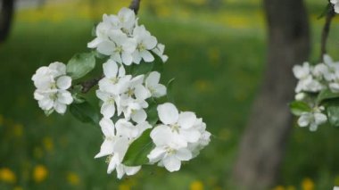 Güneşli bir bahçe çiçekli ağaç. Bahar Bahçe, elma ağacı çiçek açan. 
