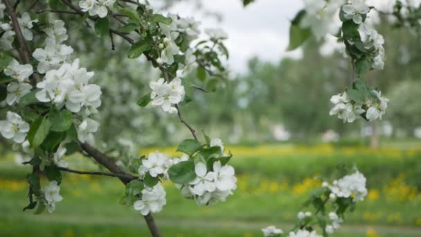 在一个阳光明媚的花园棵开花的树 春天的花园 盛开的苹果树 — 图库视频影像