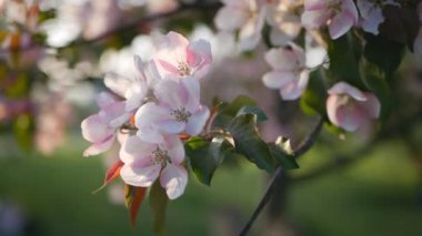 Bahar, güneşli bir gün, gelişen bir bahçe. Beyaz-Pembe çiçek çiçekli zaman bir elma ağacı üzerinde. Bahar ruh hali.