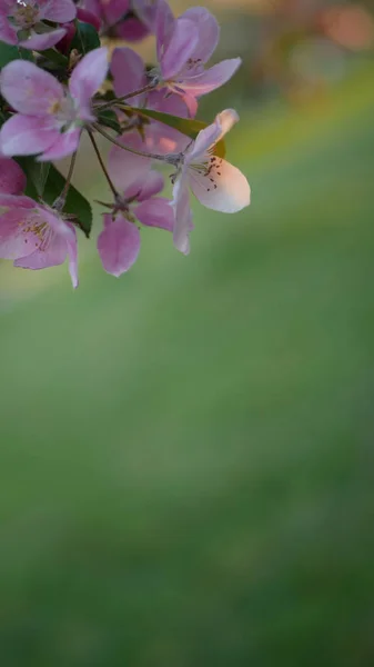 Renkli çiçekli bahar arkaplanı. Arkaplanda yeşil çimenlerin üzerinde pembe çiçekler açan çiçek açan elma ağacı.