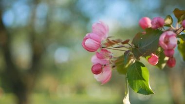 Bahar, güneşli bir gün, gelişen bir bahçe. Beyaz-Pembe çiçek çiçekli zaman bir elma ağacı üzerinde. Bahar ruh hali.