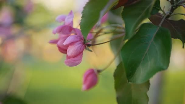 阳光明媚的日子 一个欣欣向荣的花园 白色粉红色花开花的时间在树上的苹果 春天的心情 — 图库视频影像