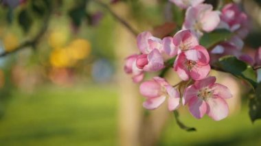 Bahar, güneşli bir gün, gelişen bir bahçe. Beyaz-Pembe çiçek çiçekli zaman bir elma ağacı üzerinde. Bahar ruh hali.