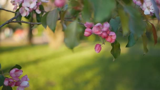 Primavera Día Soleado Jardín Floreciente Flores Blanco Rosadas Manzano Momento — Vídeo de stock