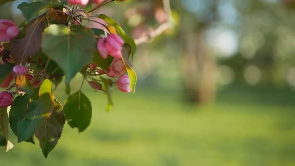 Primavera Dia Ensolarado Jardim Florescente Flores Branco Rosa Uma Macieira — Vídeo de Stock