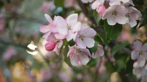 一个盛开的花园 有苹果和樱桃树 春天公园里阳光明媚的一天 花园中树木的春天开花 — 图库视频影像