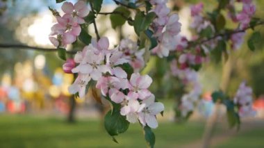 Bir çiçek açması bahçeye elma ve kiraz ağaçları - bir bahar Parkı güneşli bir günde. Bahar çiçekli bahçe ağaçları.