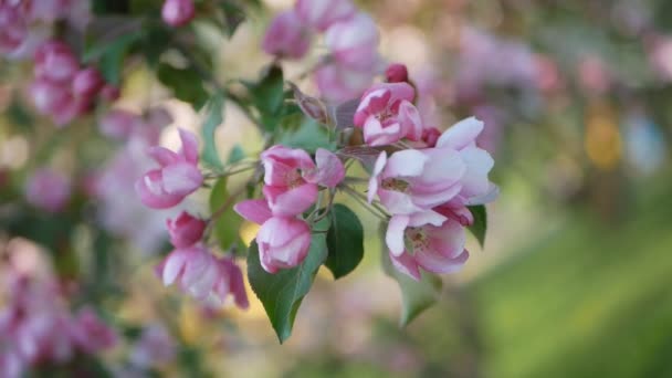 りんごと桜の花の咲く庭春公園で晴れた日 春の庭の木の開花 — ストック動画