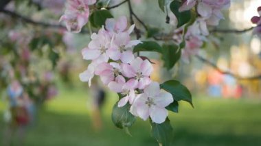 Bir çiçek açması bahçeye elma ve kiraz ağaçları - bir bahar Parkı güneşli bir günde. Bahar çiçekli bahçe ağaçları.