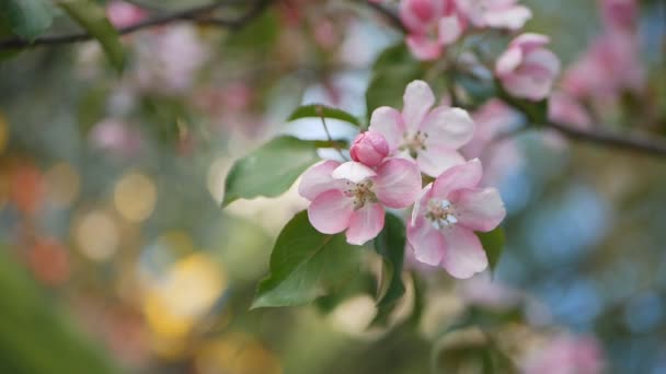 Een Bloeiende Tuin Met Apple Cherry Bomen Een Zonnige Dag — Stockvideo