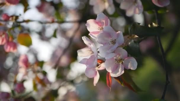 一个盛开的花园 有苹果和樱桃树 春天公园里阳光明媚的一天 花园中树木的春天开花 — 图库视频影像