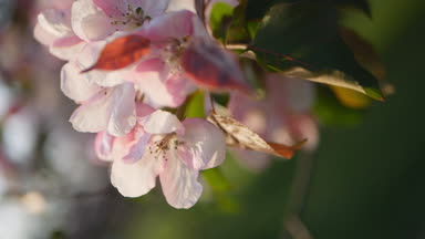Bir çiçek açması bahçeye elma ve kiraz ağaçları - bir bahar Parkı güneşli bir günde. Bahar çiçekli bahçe ağaçları.