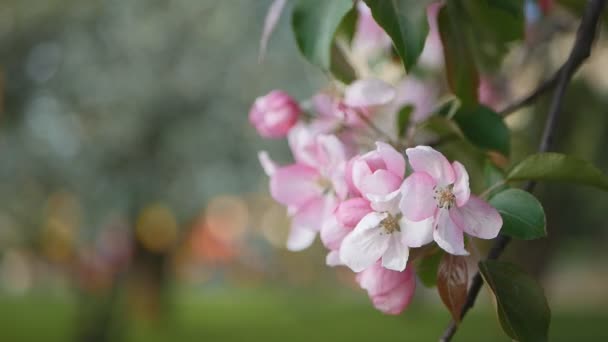 Een Bloeiende Tuin Met Apple Cherry Bomen Een Zonnige Dag — Stockvideo