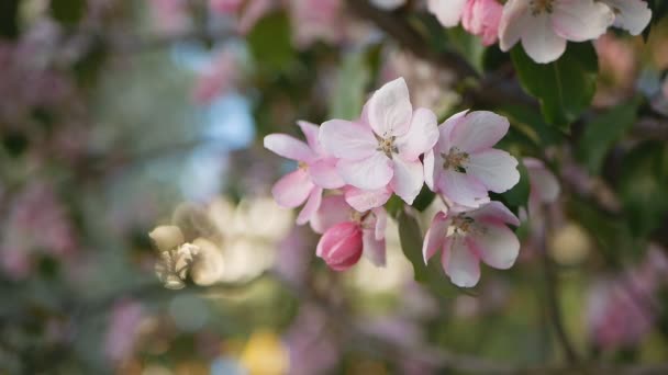 りんごと桜の花の咲く庭春公園で晴れた日 春の庭の木の開花 — ストック動画